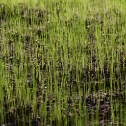 Verve Grass Seeds, 10kg 7 Verve Grass Seeds, 10kg -Gardens and Outdoor Stores verve grass seeds 10kg3663602947516 10i