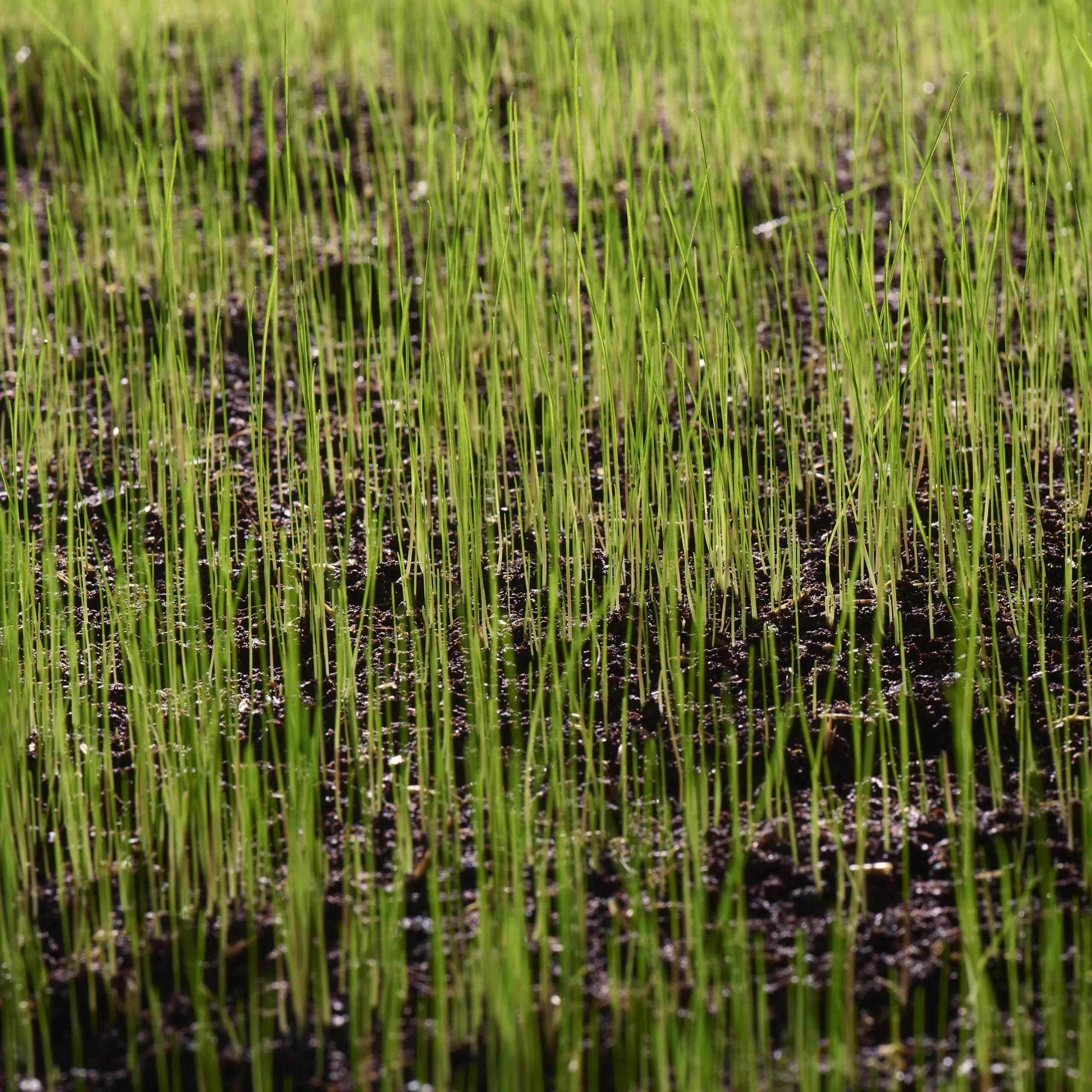 Verve Grass Seeds, 10kg 5 Verve Grass Seeds, 10kg - Image 3