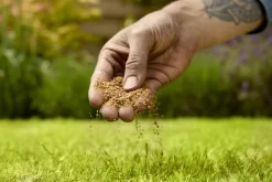 Verve Mamaterra Lawn Feed Granules 100m² 2.5kg -Gardens and Outdoor Stores verve mamaterra lawn feed granules 100m 2 5kg5063022034779 03i