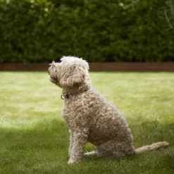 Verve Shady Grass Seeds, 5kg 9 Verve Shady Grass Seeds, 5kg -Gardens and Outdoor Stores verve shady grass seeds 5kg3663602947554 02i