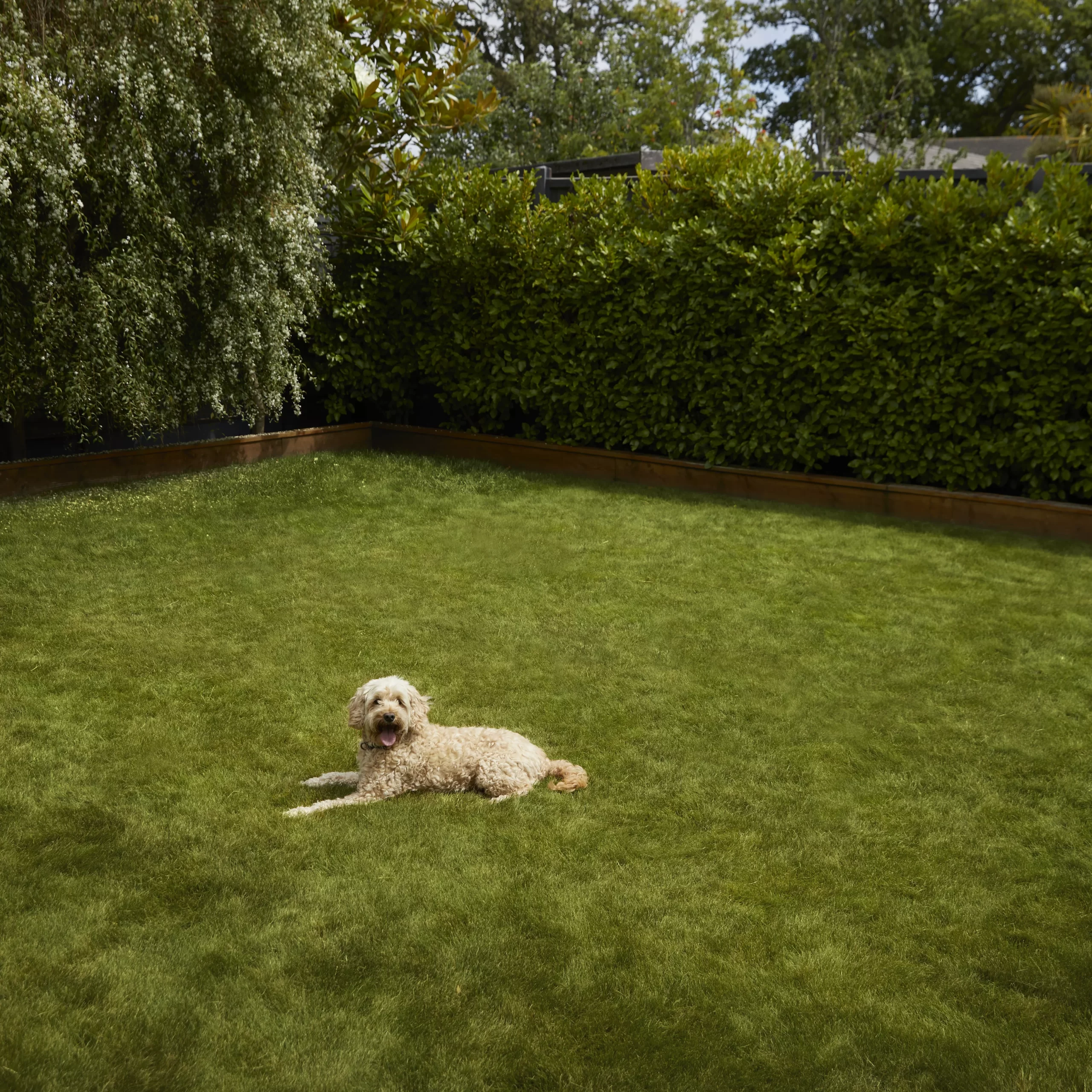 Verve Shady Grass Seeds, 5kg 6 Verve Shady Grass Seeds, 5kg - Image 4