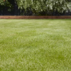 Verve Universal Grass Seeds, 5kg -Gardens and Outdoor Stores verve universal grass seeds 5kg3663602947455 01i