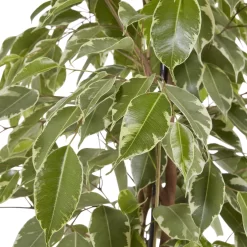 Weeping Fig In 21cm Black Plastic Grow Pot -Gardens and Outdoor Stores weeping fig in 21cm black plastic grow pot3663602462606 37c bq