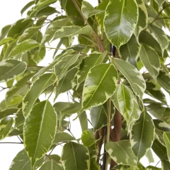 Weeping Fig In 21cm Black Plastic Grow Pot -Gardens and Outdoor Stores weeping fig in 21cm black plastic grow pot3663602462606 38c bq