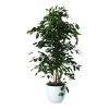 Weeping Fig In 24cm Assorted Ceramic Decorative Pot 2 Weeping Fig In 24cm Assorted Ceramic Decorative Pot -Gardens and Outdoor Stores weeping fig in 24cm assorted ceramic decorative pot5059340832661 02c