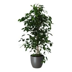 Weeping Fig In 24cm Assorted Ceramic Decorative Pot 7 Weeping Fig In 24cm Assorted Ceramic Decorative Pot -Gardens and Outdoor Stores weeping fig in 24cm assorted ceramic decorative pot5059340832661 22c