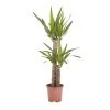 Yucca In 19cm Terracotta Plastic Grow Pot 2 Yucca In 19cm Terracotta Plastic Grow Pot -Gardens and Outdoor Stores yucca in 19cm terracotta plastic grow pot3663602463719 02c bq