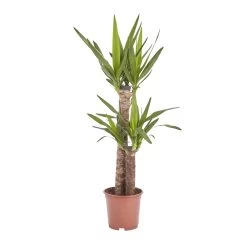 Yucca In 19cm Terracotta Plastic Grow Pot