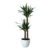 Yucca In 24cm Assorted Ceramic Decorative Pot 2 Yucca In 24cm Assorted Ceramic Decorative Pot -Gardens and Outdoor Stores yucca in 24cm assorted ceramic decorative pot5059340832647 02c