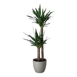 Yucca In 24cm Assorted Ceramic Decorative Pot -Gardens and Outdoor Stores yucca in 24cm assorted ceramic decorative pot5059340832647 21c