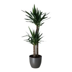 Yucca In 24cm Assorted Ceramic Decorative Pot -Gardens and Outdoor Stores yucca in 24cm assorted ceramic decorative pot5059340832647 22c