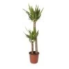 Yucca In 24cm Terracotta Plastic Grow Pot -Gardens and Outdoor Stores yucca in 24cm terracotta plastic grow pot3663602462392 02c bq